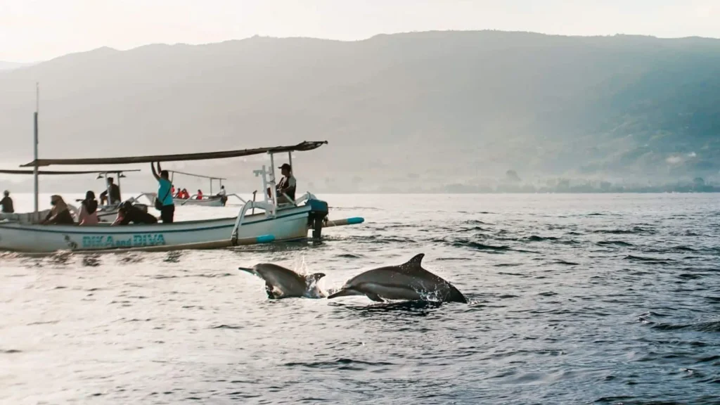 Dolphin Lovina Balivora