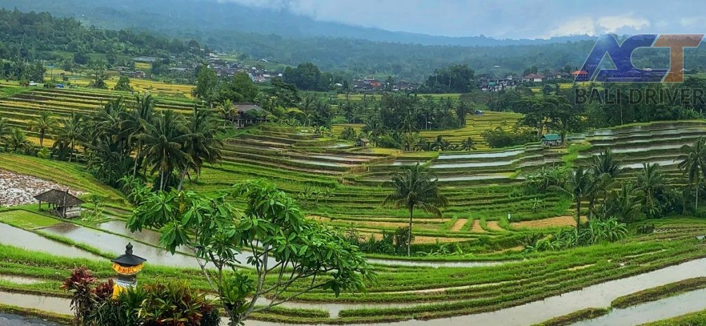 Jatiluwih Rice Terraces