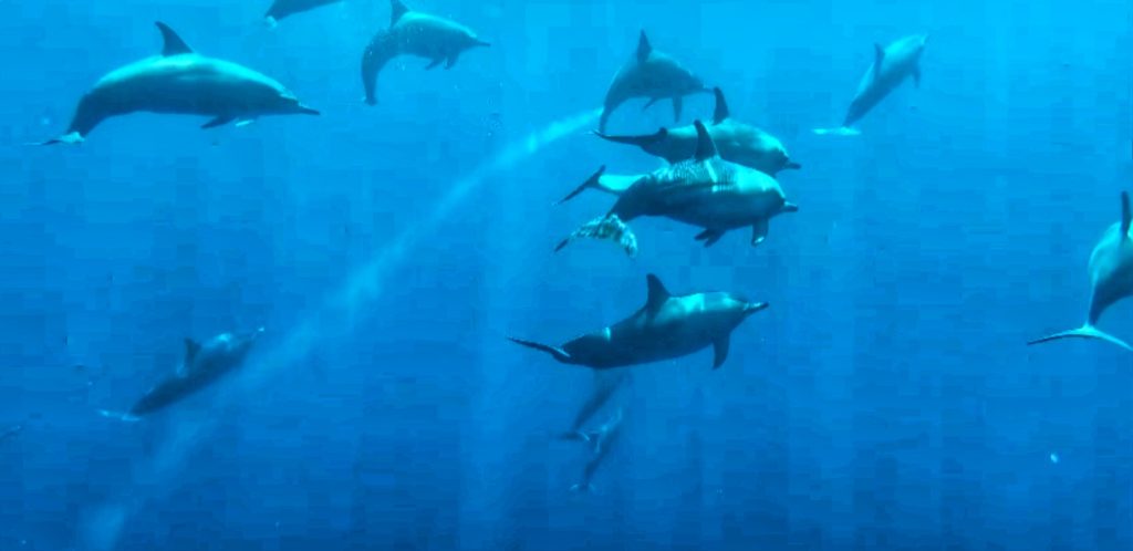 Dolphins Balivora