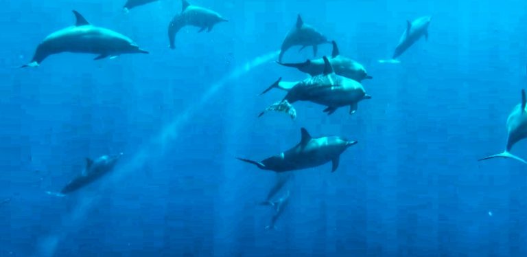 Dolphins Balivora